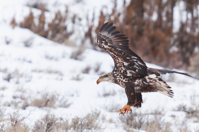Yellowstone Snowshoe Safari from Bozeman - Private Tour - Lamar Valley is the six-hour heart of the day