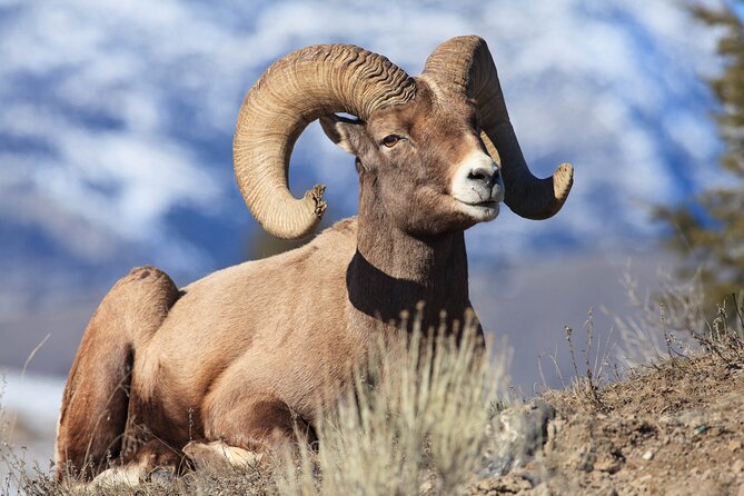 Yellowstone Wildlife Safari from Bozeman - Private Tour - A 6 a.m. start from Bozeman