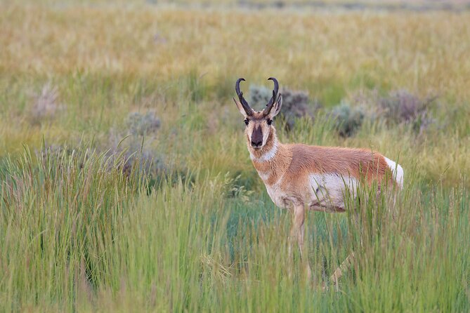 Yellowstone Wildlife Safari from Bozeman - Private Tour - Tower Fall brings a quick waterfall stop