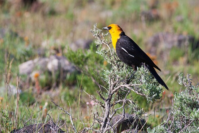 Yellowstone Wildlife Safari from Bozeman - Private Tour - Yellowstone River is a wildlife corridor