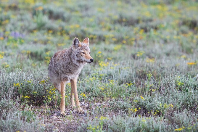 Yellowstone Wildlife Safari from Bozeman - Private Tour - Lamar Valley earns its wildlife reputation