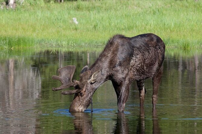 Yellowstone Wildlife Safari in Lamar Valley from Bozeman - Paradise Valley and the Yellowstone River