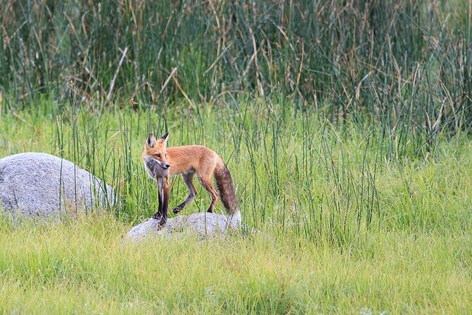 Yellowstone Wildlife Safari in Lamar Valley from Bozeman - Tower Fall and Petrified Tree