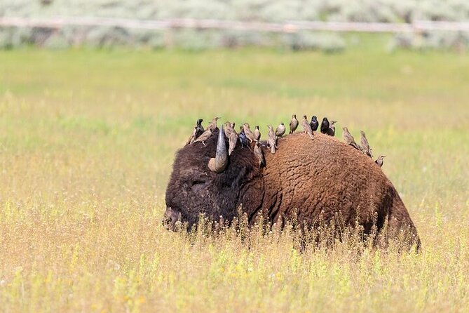Yellowstone Wildlife Safari in Lamar Valley from Bozeman - Slough Creek: learning to search for animals