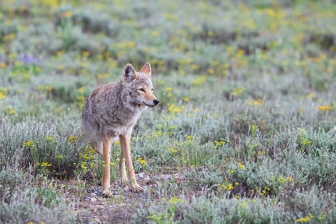 Yellowstone Wildlife Safari in Lamar Valley from Bozeman - Lamar Valley and the best chance for wildlife