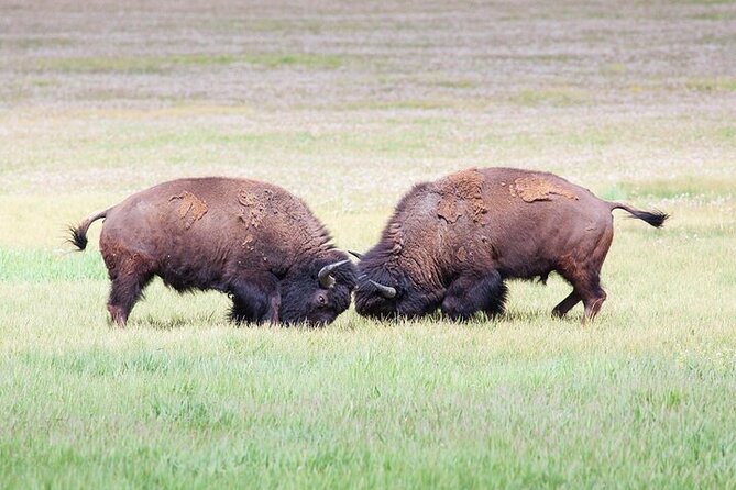 Yellowstone Wildlife Safari in Lamar Valley from Bozeman - The 6:00 a.m. start from Bozeman