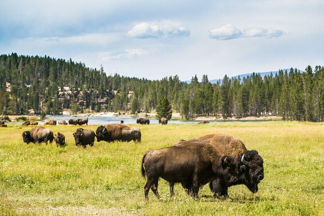 Yellowstone Winter Wildlife Safari from Bozeman - Key points to know before booking
