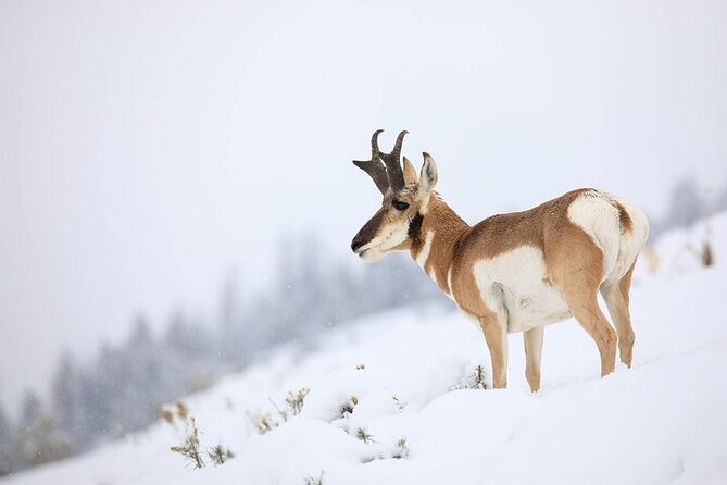 Yellowstone Winter Wildlife Safari from Bozeman - Why winter makes this safari different