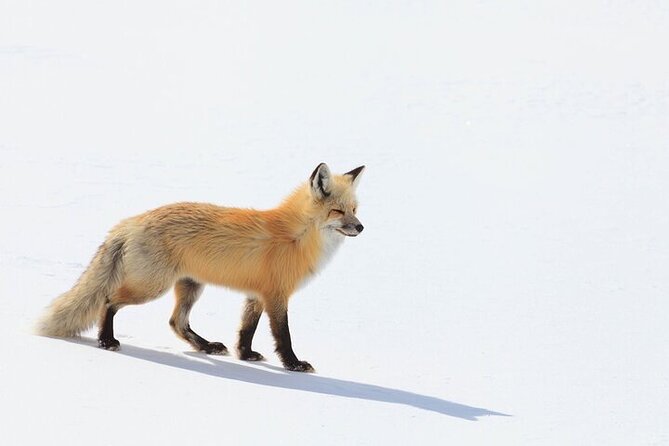 Yellowstone Winter Wildlife Safari from Bozeman - Mammoth Hot Springs: a strong first stop