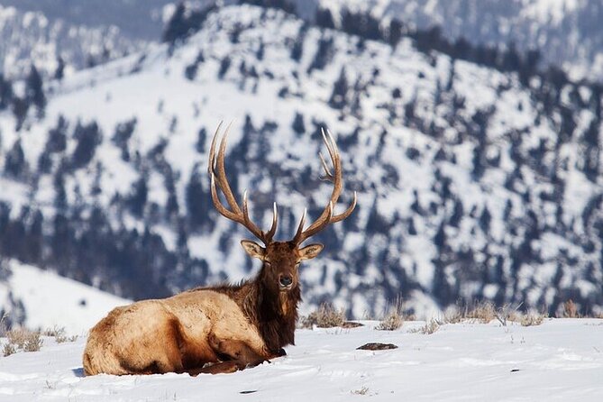 Yellowstone Winter Wildlife Safari from Bozeman - Petrified Tree and Tower Fall