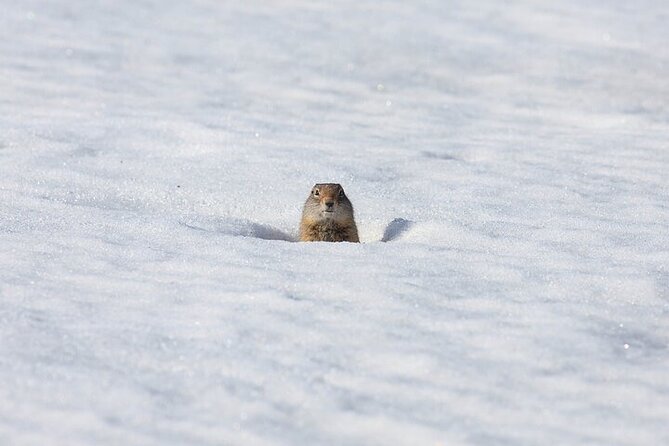Yellowstone Winter Wildlife Safari from Bozeman - The Yellowstone River corridor