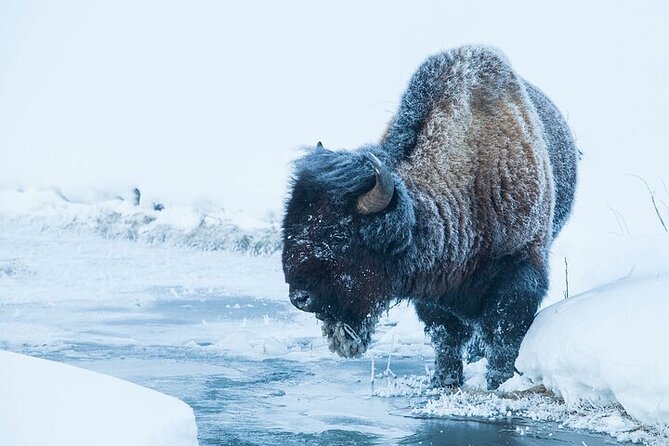Yellowstone Winter Wildlife Safari from Bozeman - Slough Creek and Lamar Valley
