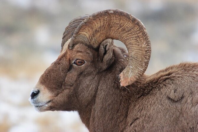 Yellowstone Winter Wildlife Safari from Bozeman - Albright Visitor Center and the Roosevelt Arch
