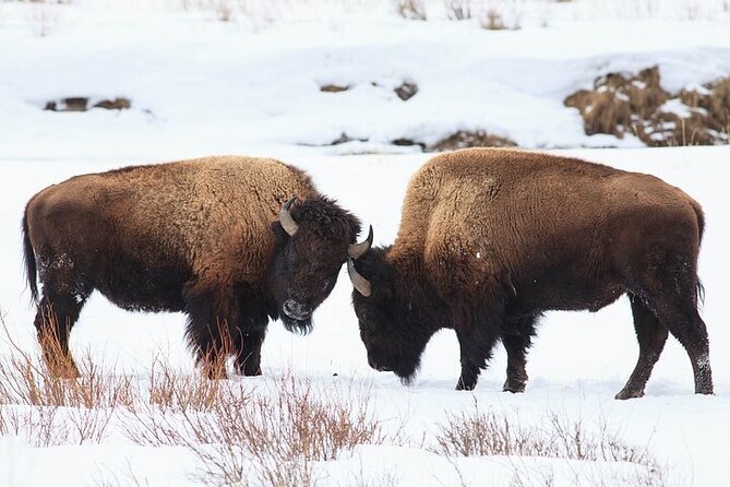 Yellowstone Winter Wildlife Safari from Bozeman - Paradise Valley on the return route