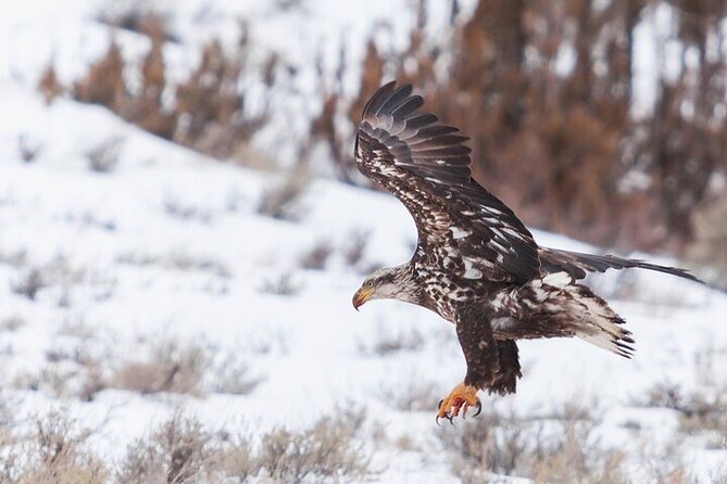 Yellowstone Winter Wildlife Safari from Bozeman - Leaving Bozeman at 7:00 a.m.