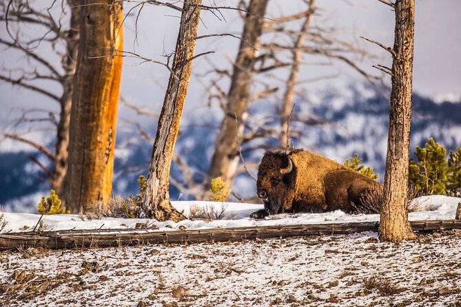 Yellowstone Winter Wildlife & Snowshoe Tour | PRIVATE - Why this private Yellowstone day works well in winter