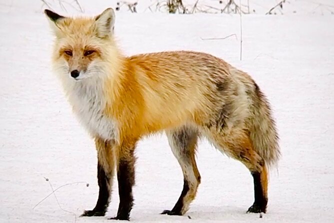 Yellowstone Winter Wildlife & Snowshoe Tour | PRIVATE - Slough Creek for more wildlife searching