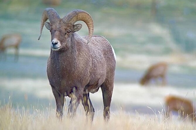 Yellowstone Winter Wildlife & Snowshoe Tour | PRIVATE - Roosevelt Arch and the Gardiner connection